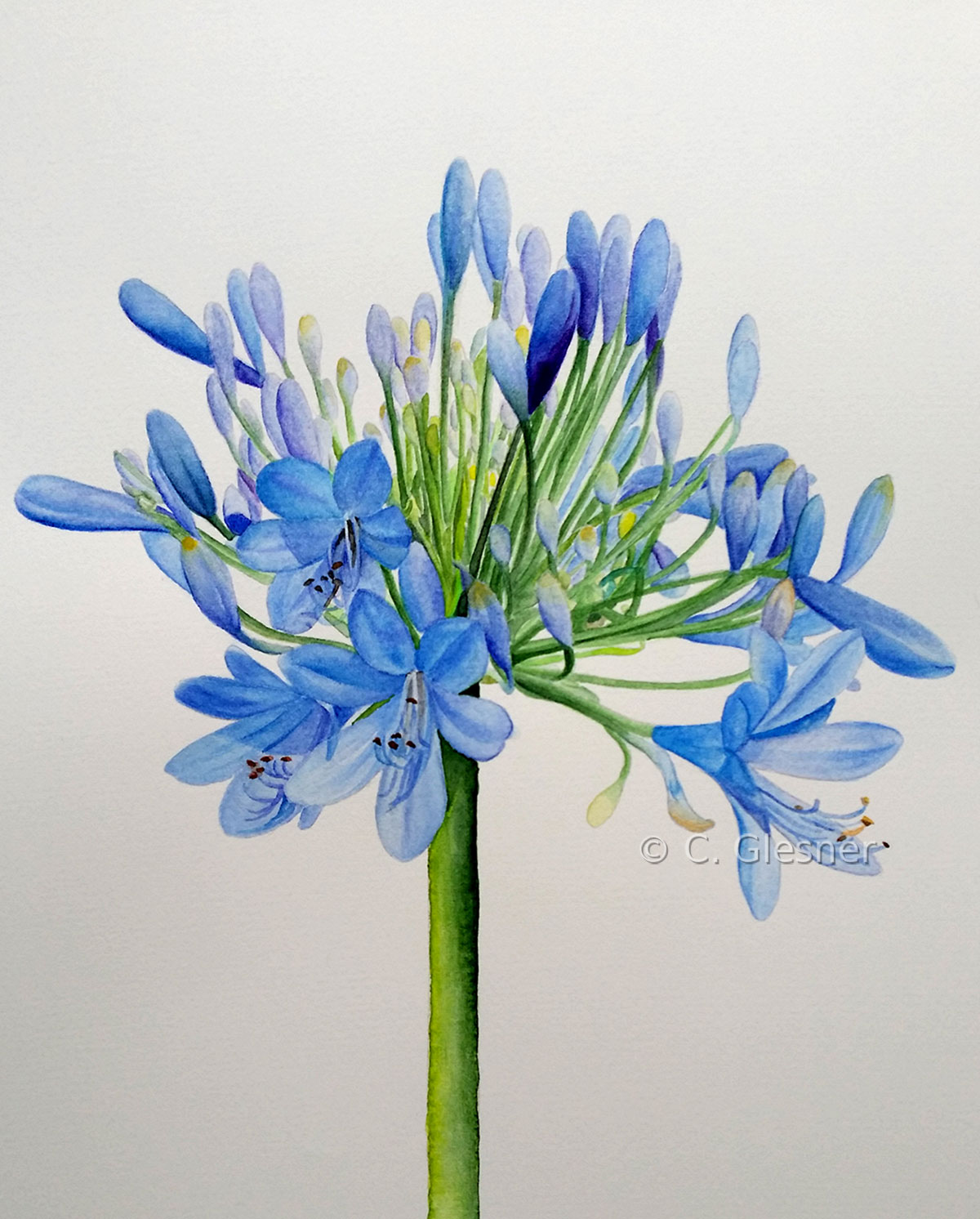 Agapanthus, Aquarell