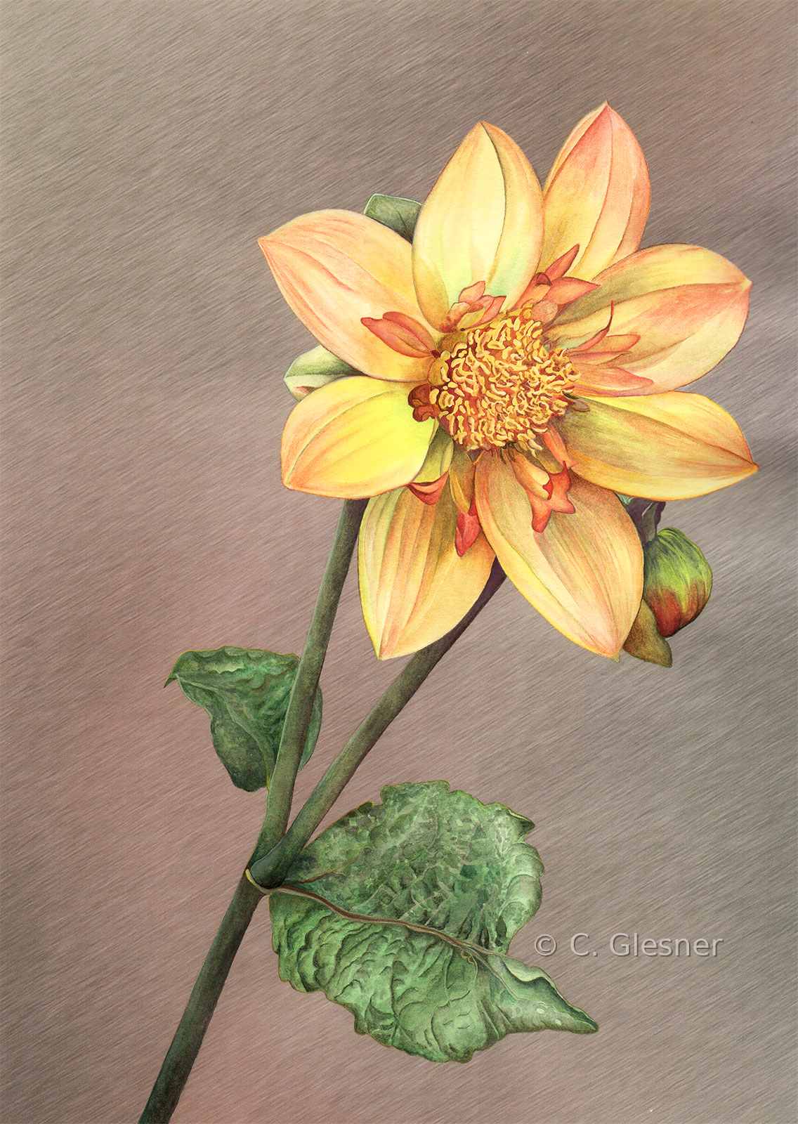 Dahlie, gelb-orange, Halskrausen-Typ, Aquarell