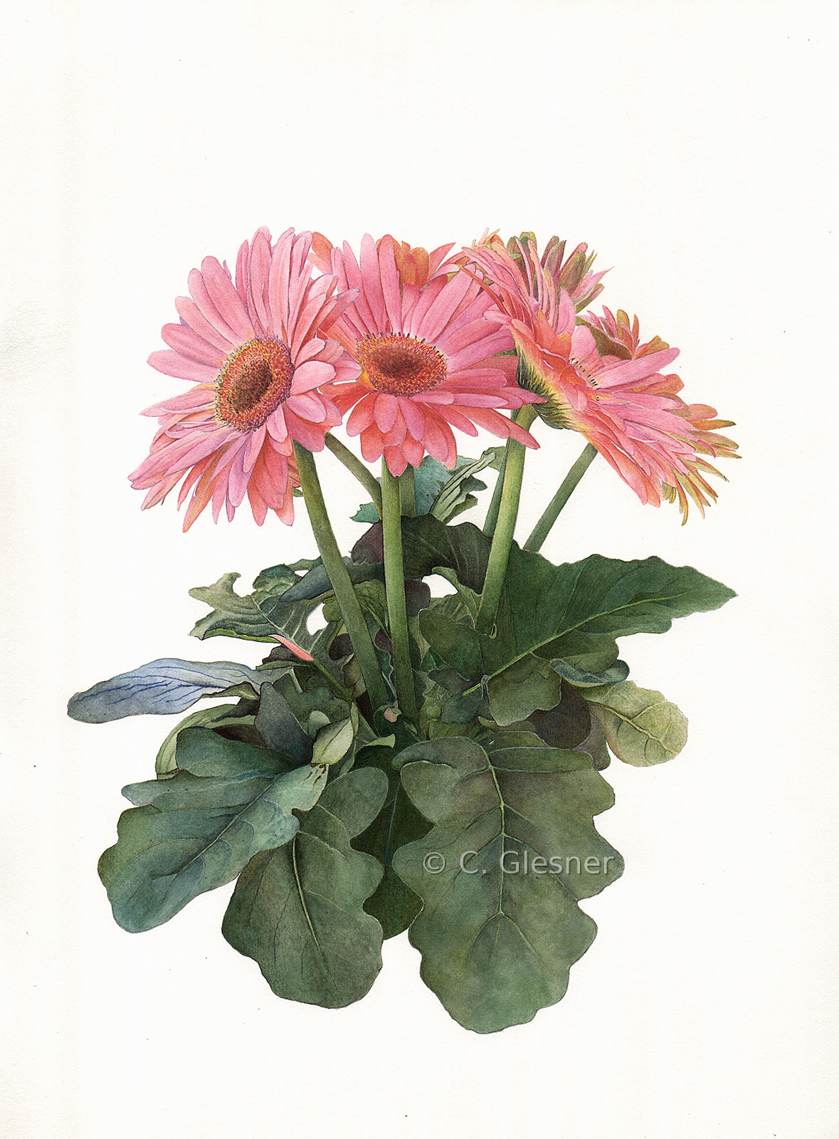 Gerbera Daisy, Aquarell