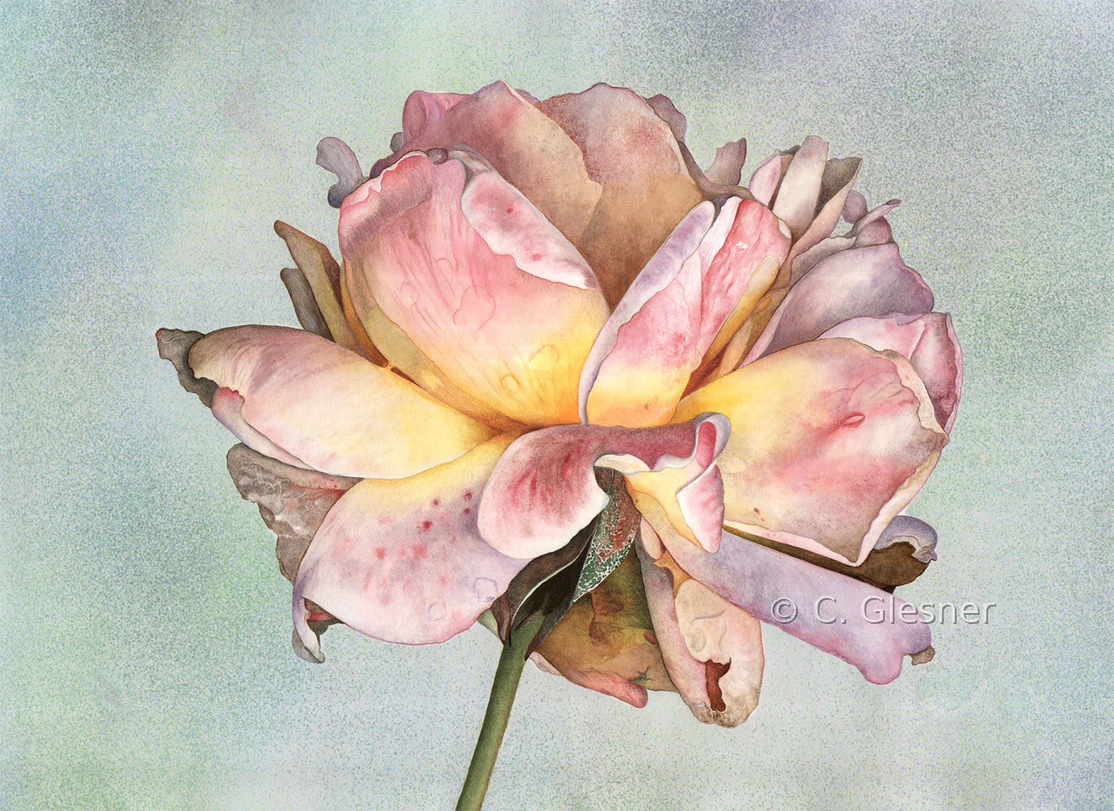 Hellwelke Rose, Variante, Aquarell
