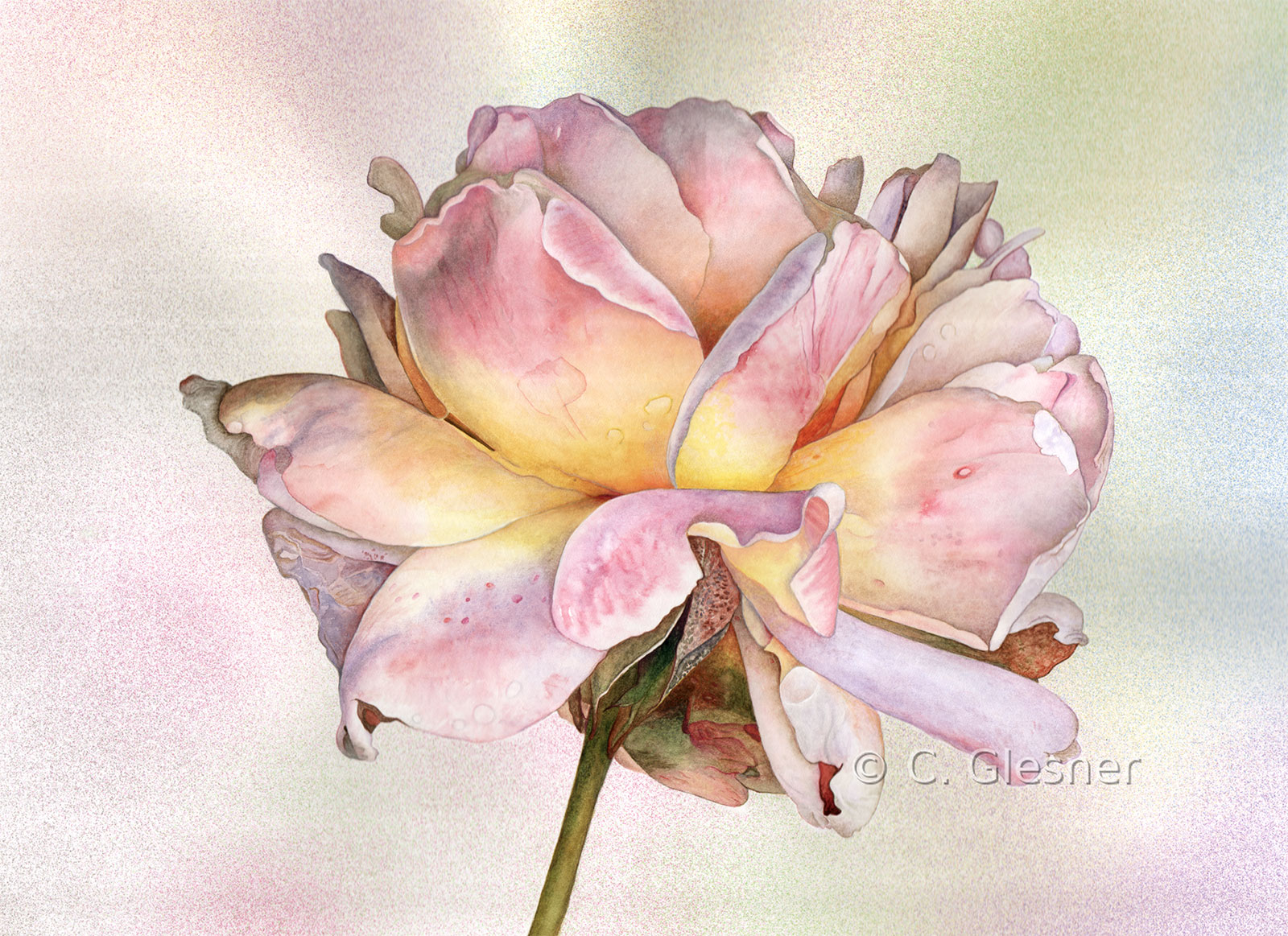 Hellwelke Rose, Aquarell