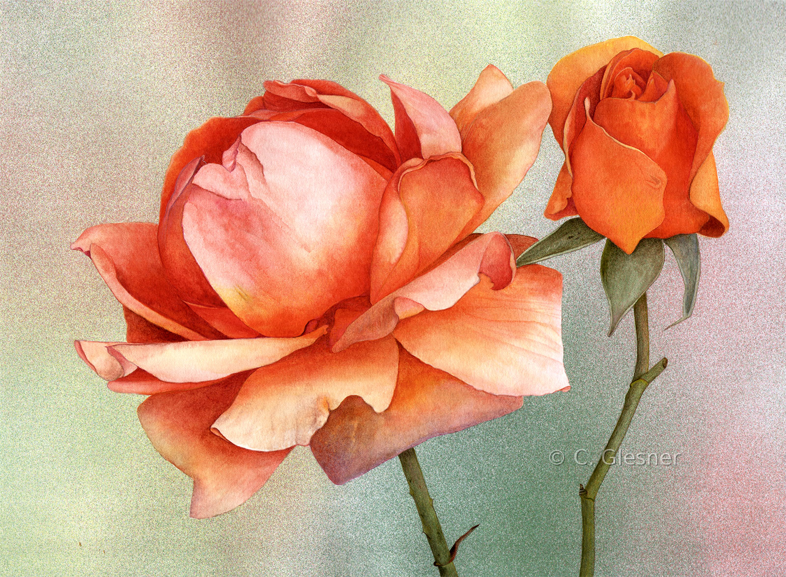 Orange Rose mit orangener Knospe, Aquarell
