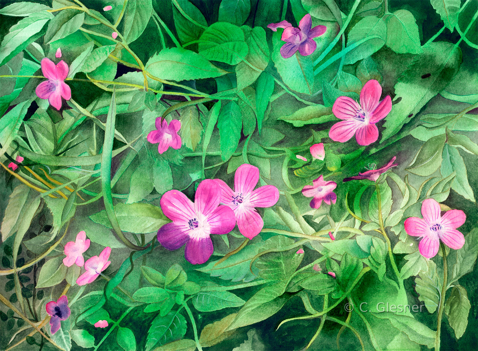 Rosa Wiesenblumen, Aquarell