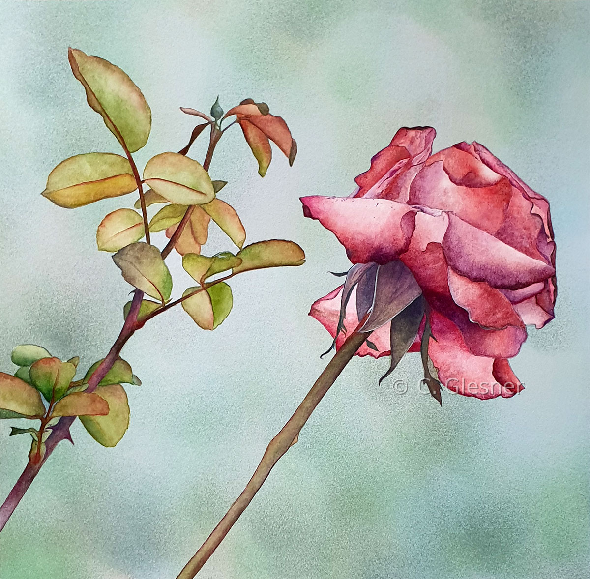 Rote Rose verblüht, bewölkt, Aquarell