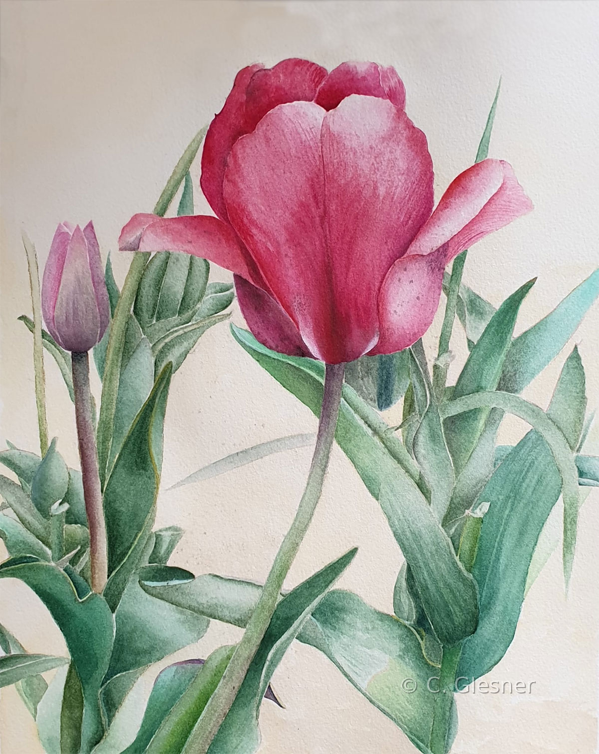 Zwei rosa Tulpen, Aquarell