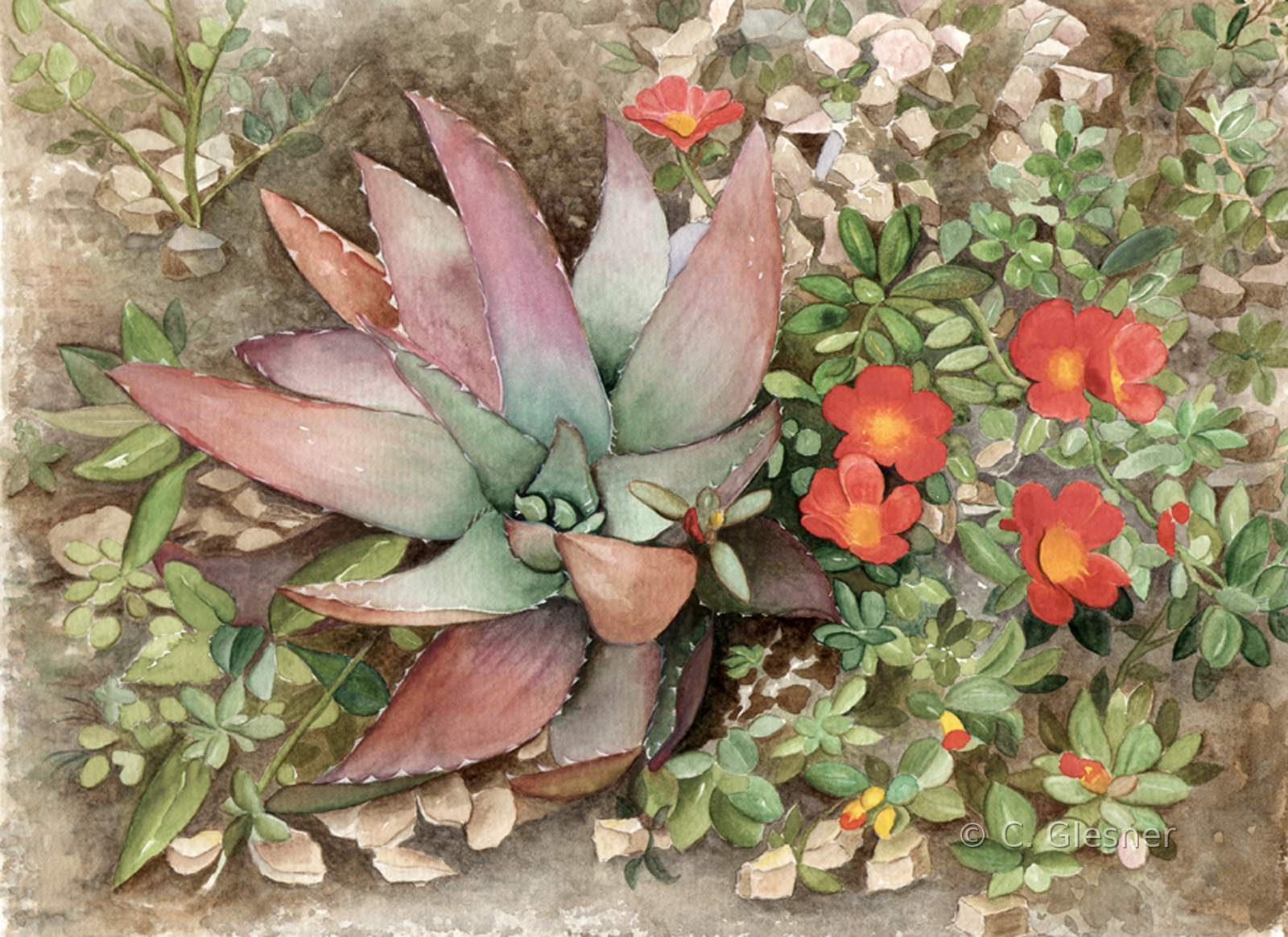 Aloe und Portulak, Calpe, Aquarell