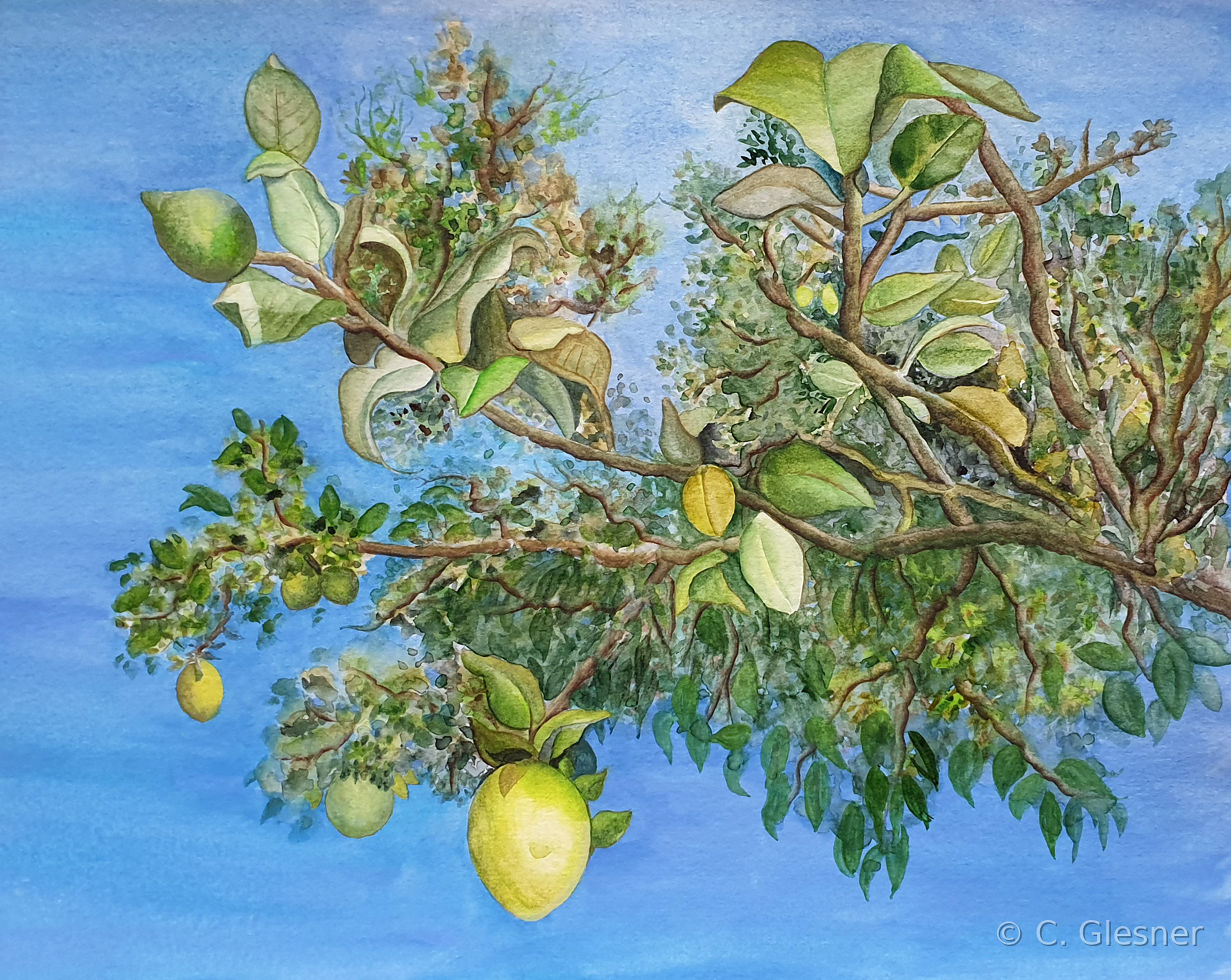 Zitronenbaum Calpe, Aquarell