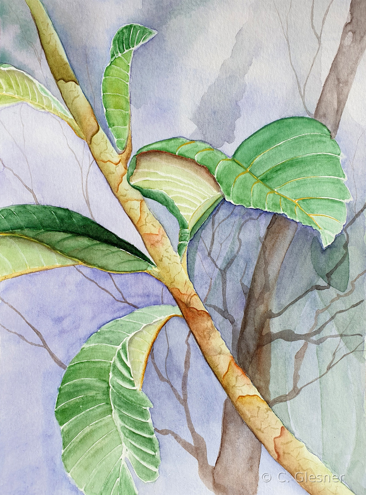 Nispero, Calpe, Aquarell